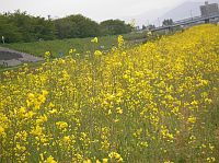 �Y���t�䪺�o����